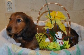 Jamnik d�ugow�osy